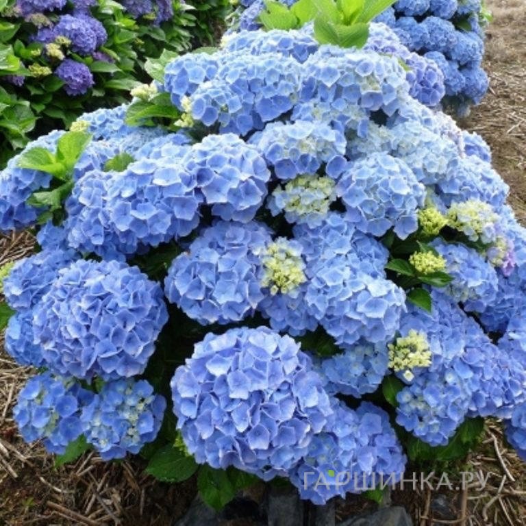 Гортензия Боденси крупнолистная (макрофила)