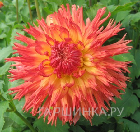 Георгина Снохо Вондер кактусовидная