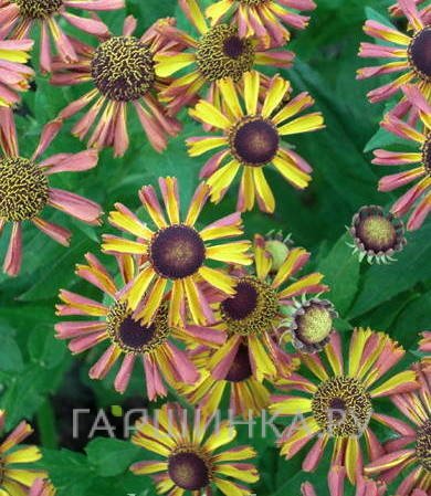 Гелениум Тай Дай