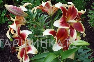 Лилия Ред Датч ОТ-гибрид/2шт