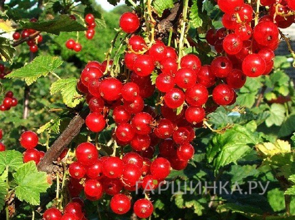 Смородина Джонкер Ван Тетс красная