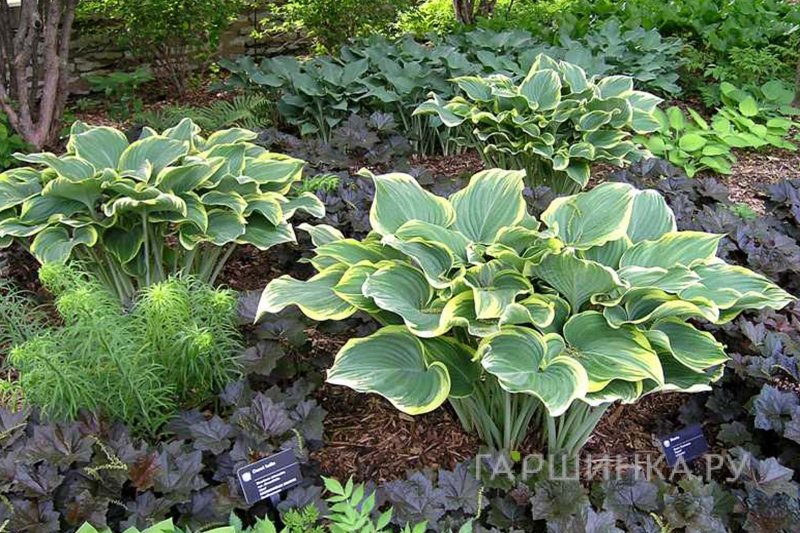 Хоста Сагае (VL)