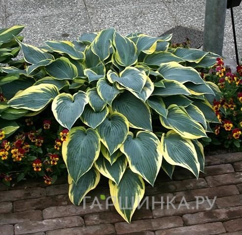 Хоста Валлейз Глечер (SM)