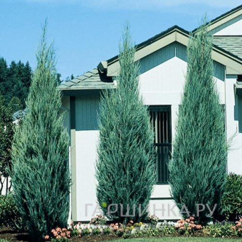 Можжевельник скальный Скайрокет