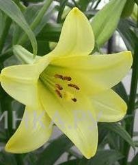 Лилия Делиана лонгифлорум/2 шт