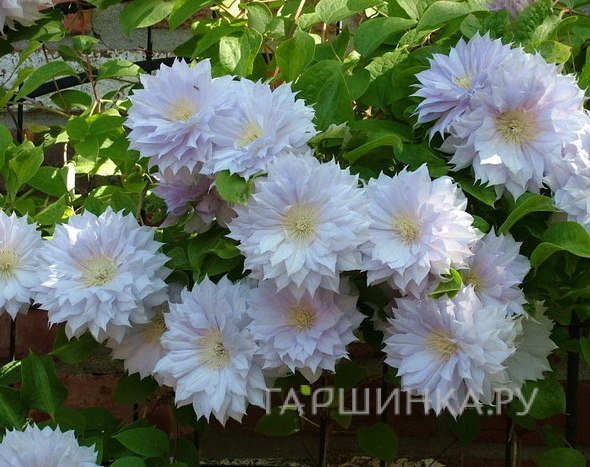 Клематис Бель оф Вокинг махровый (2)