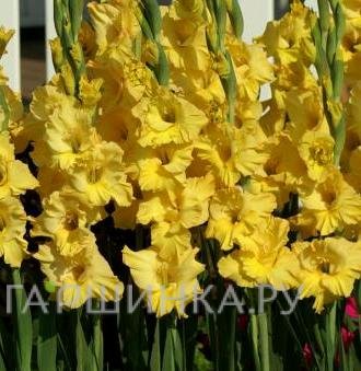 Гладиолус Лемон Дроп 5 шт.