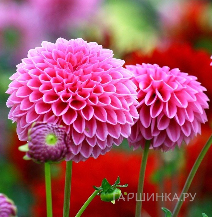 Георгина Сандра шаровидная