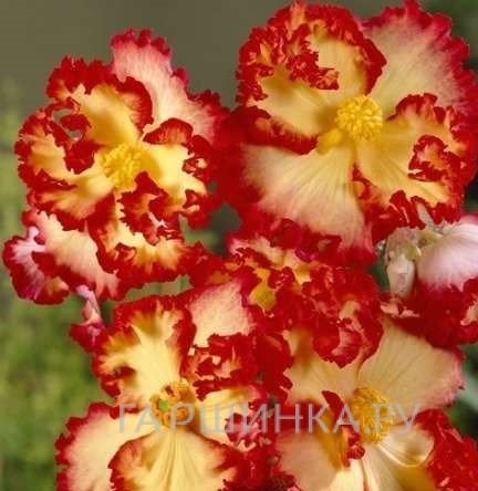 Бегония Криспа Маргината Йелоу/Ред