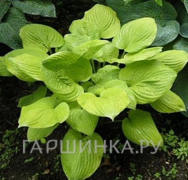 Хоста Банана Кид (M)