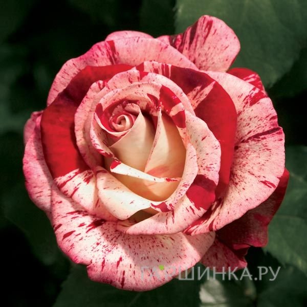 Роза Рок энд Ролл флорибунда, Викс (лиц)