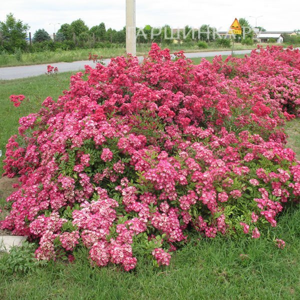 Роза Ред Естудей почвопокровная, Топалович (лиц)