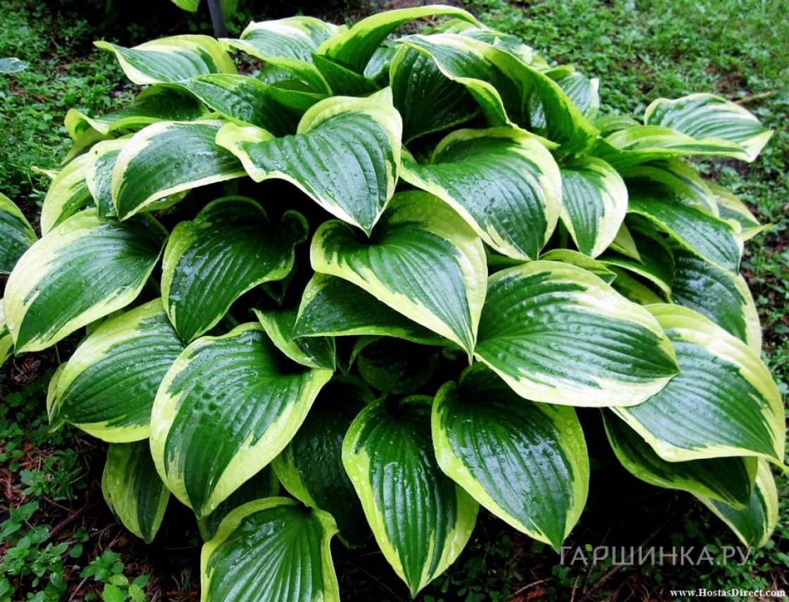 Хоста Куин Джозефине (M)