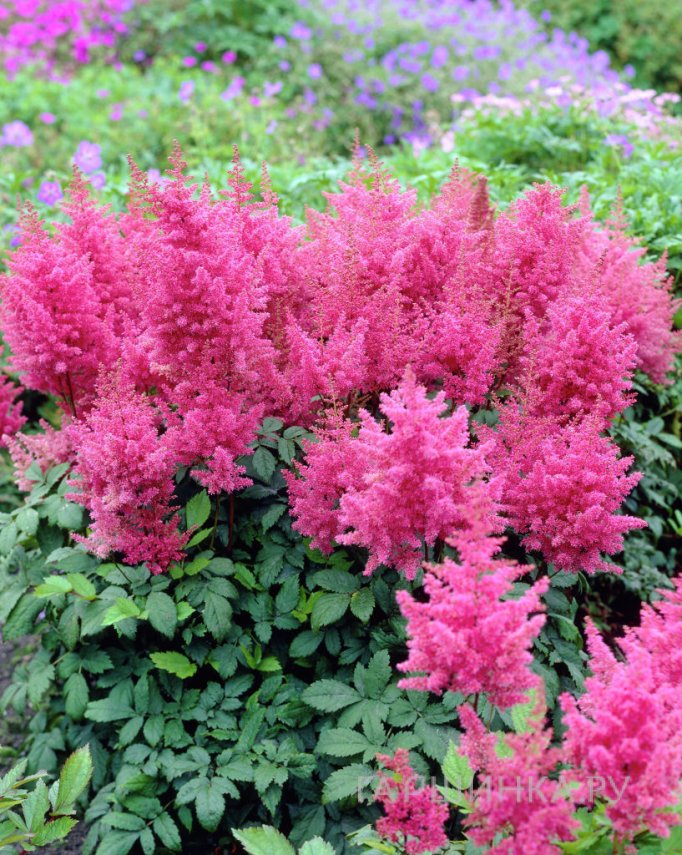 Астильба Арендса Федерзе