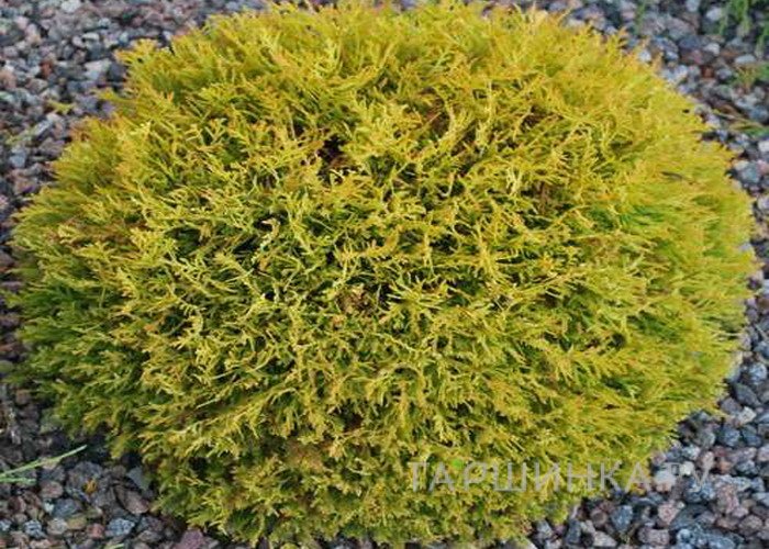 Туя Даника Ауреа шаровидная