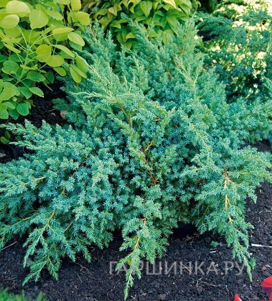 Можжевельник чешуйчатый Блю Свид