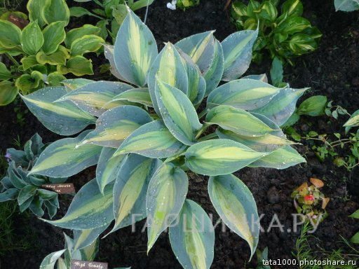 Хоста Гранд Маркью (M)