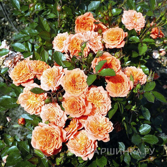 Роза Нинетта миниатюрная, Тантау (лиц)