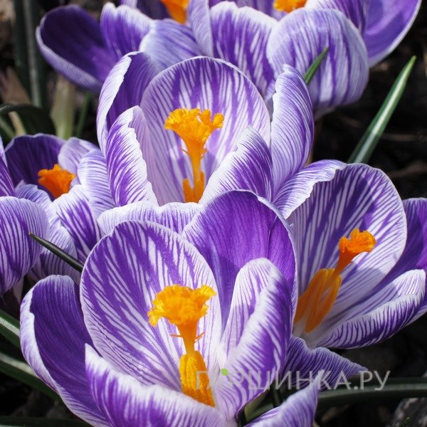 Крокус Пиквик 10 шт