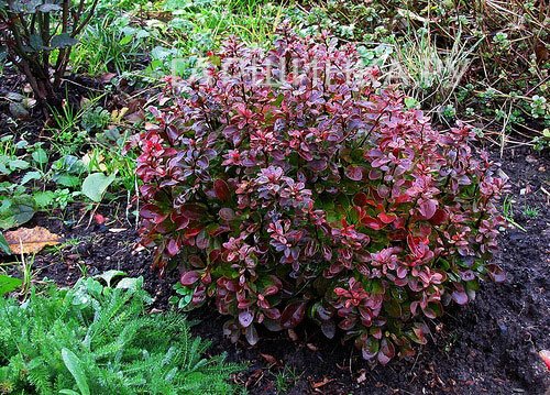 Барбарис Тунберга Багатель