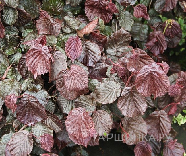 Лещина Ред Мажестик