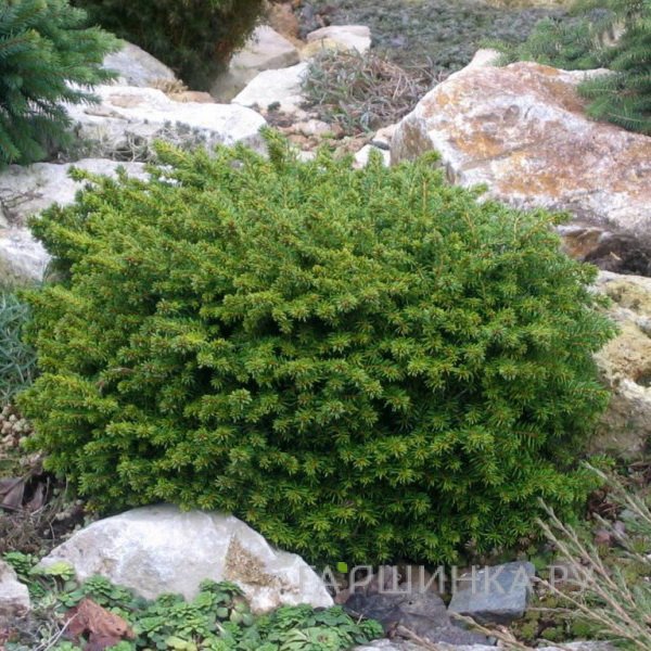 Ель обыкновенная Литл Джем