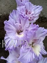 Гладиолус Голубая Метель