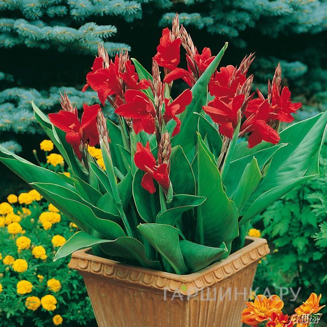 Канна Черри Ред