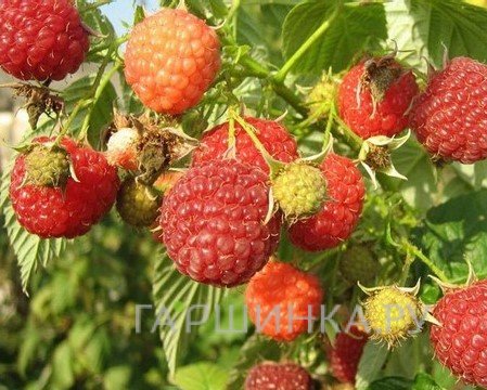 Малина Оттава