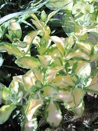 Очиток (седум) Медиавариегатум