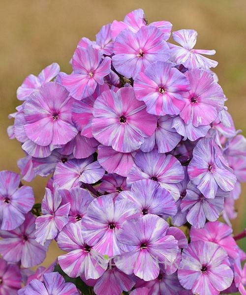 Флокс метельчатый Отэм Джой