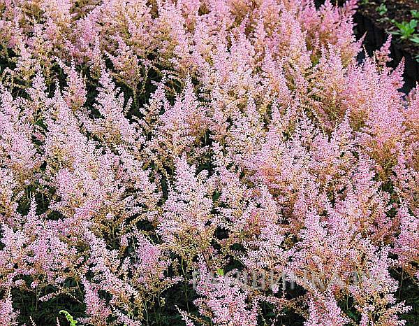 Астильба простолистная Хенни Графланд