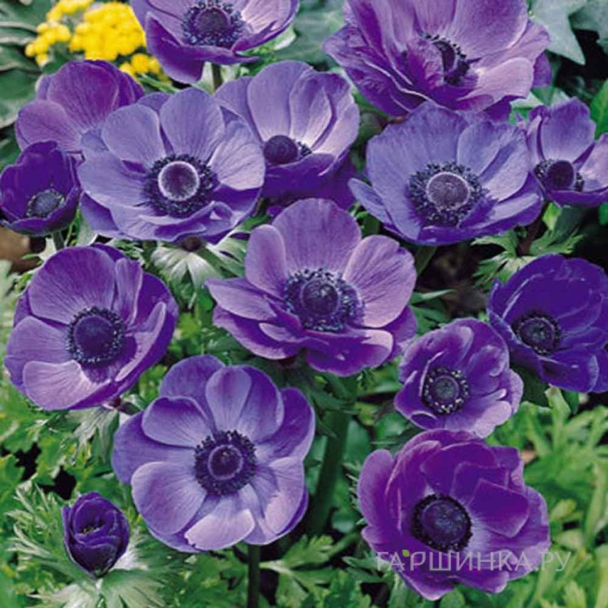 Анемона (Ветреница) Мистер Фоккер 10шт