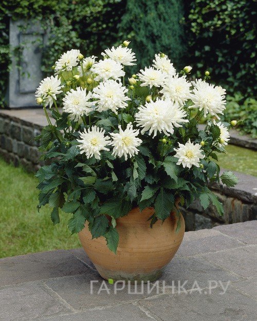 Георгина Аспен бордюрная