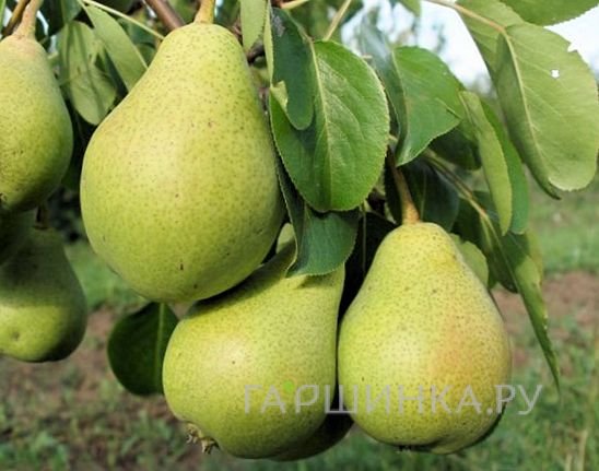 Груша Северянка
