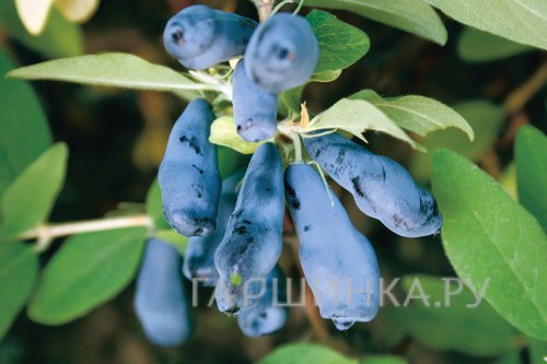 Жимолость Морена