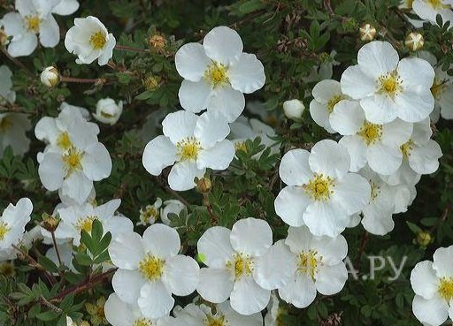 Лапчатка Абботсвуд кустарниковая