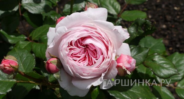 Роза Джефф Гамильтон, Д.Остин кустарниковая (лиц)