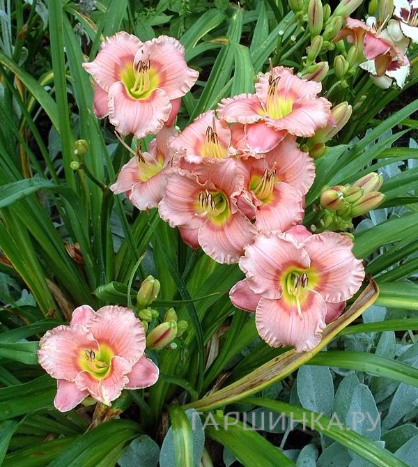 Лилейник Элегант Кэнди