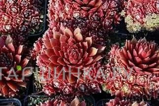 Молодило Палисандер