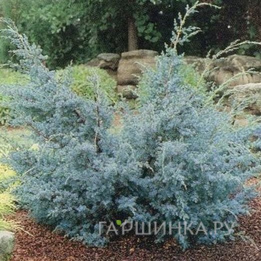 Можжевельник китайский Блю Альпс