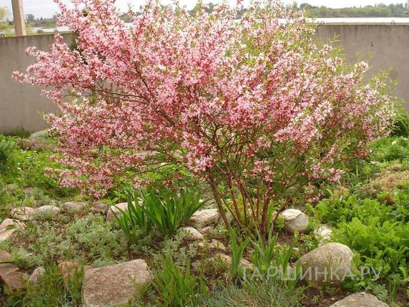 Миндаль Руслана