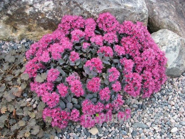 Очиток (седум) Лидакензе