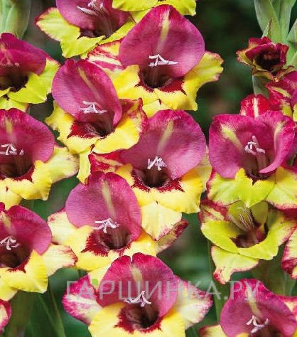 Гладиолус Васто 5 шт