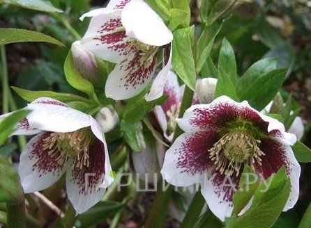 Морозник Трикастин