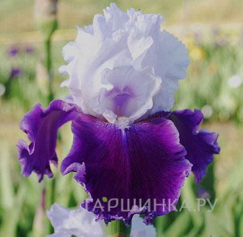 Ирис бородатый Гай Парасол