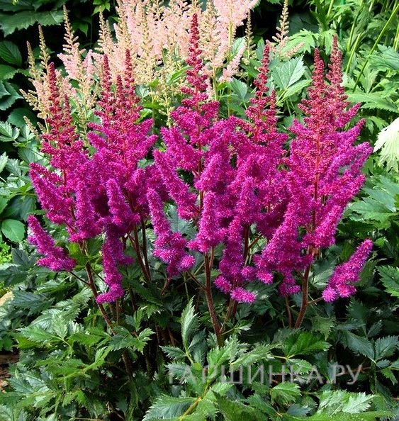 Астильба Вижн ин Ред китайская