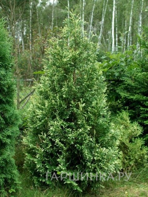 Туя Сильвер Смарагд западная