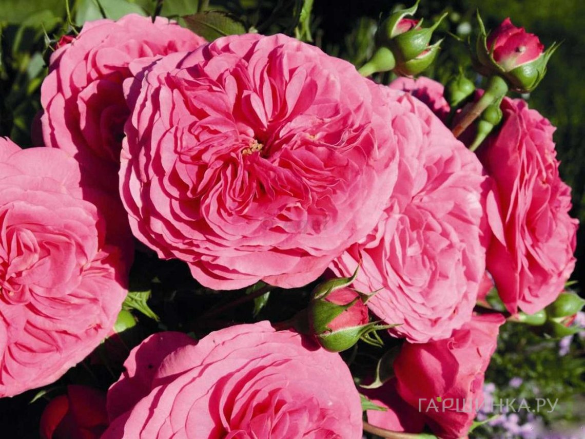 Роза Баронесса флорибунда, Тантау (лиц)