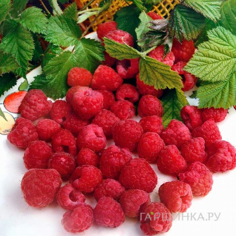 Малина Барнаульская